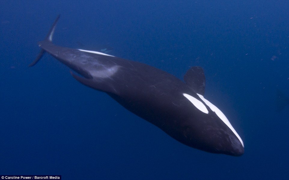 海洋生物学家拍摄到杀人鲸围猎鲨鱼的影片