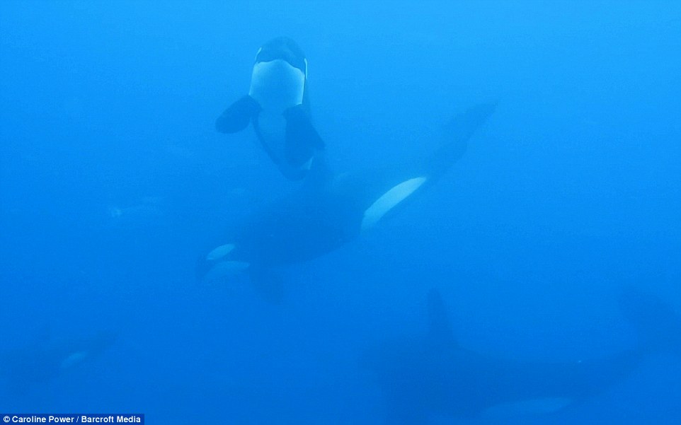 海洋生物学家拍摄到杀人鲸围猎鲨鱼的影片