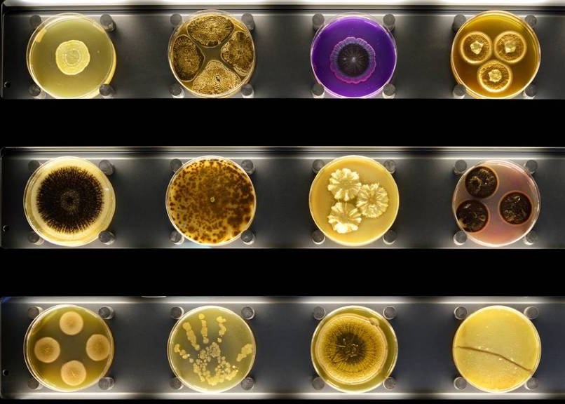 微生物博物馆展示林林总总微生物
