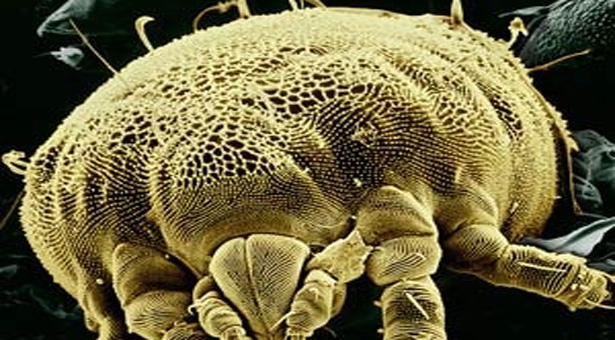 参观者可透过3D显微镜观察微生物
