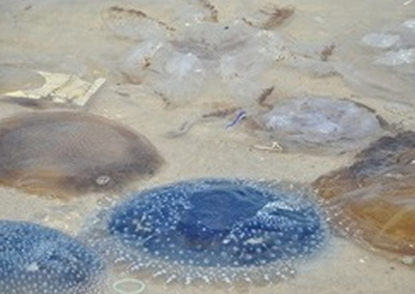 冲上华欣海滨沙滩的水母，当中有的属有毒水母。