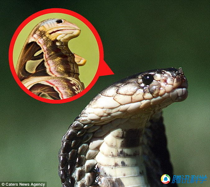 阿特拉斯飞蛾翅膀模拟眼镜蛇头部