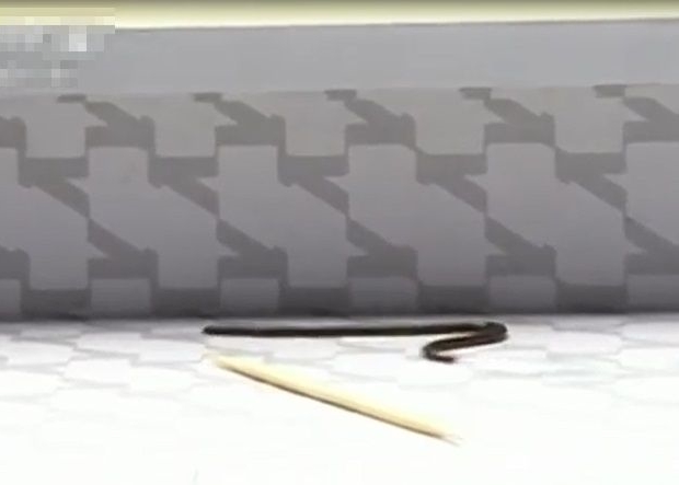 贵州省黔西南布依族苗族自治州发现超袖珍“盲蛇”
