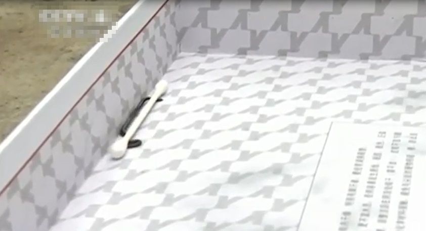 贵州省黔西南布依族苗族自治州发现超袖珍“盲蛇”