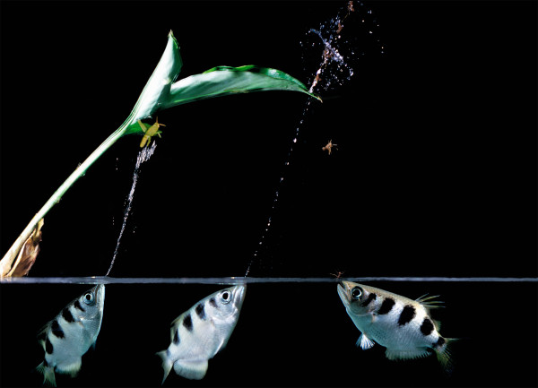 这种俗称「高射炮鱼」的射水鱼（Toxotes jaculatrix）在印尼击落昆虫。 Photograph by A&J Visage, Alamy