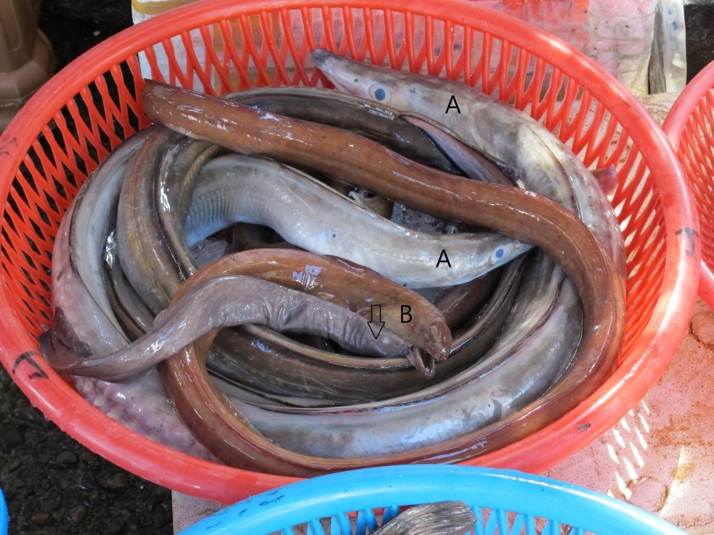 渔市场的盲鳗经常与各种鳗混在同一个篮子中。盲鳗是食物链中的分解者角色(腐食者)，另外两种则是消费者角色。 （箭头:盲鳗；A:海鳗科灰海鳗；B:鯙科长鯙）；图片：