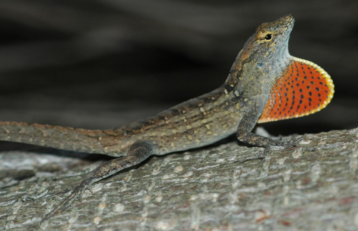 沙氏变色蜥（Anolis sagrei）