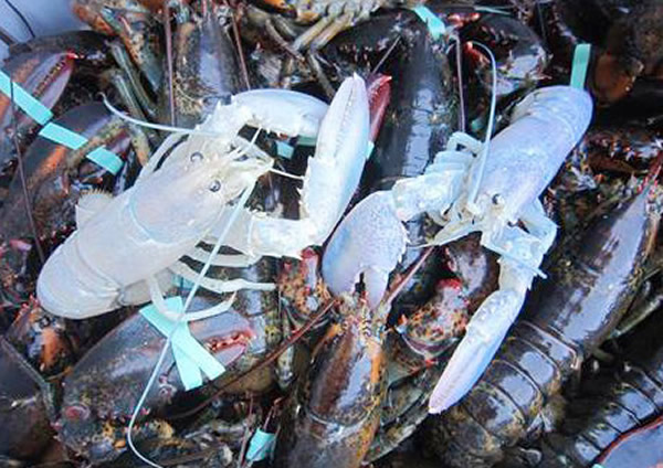 美国缅因州两位捕虾人相继捕获十分罕见的白化龙虾