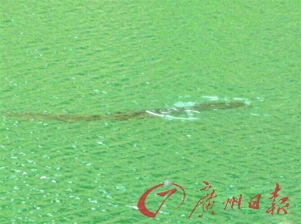 广东惠州红花湖水库发现1.5米长大鱼
