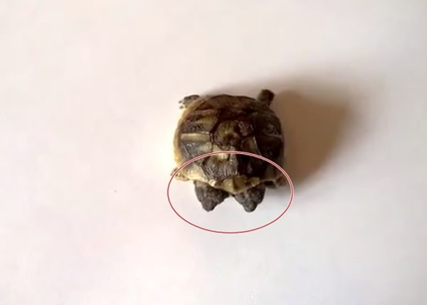 丹麦有一只“双头龟”出生