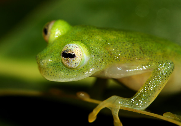 研究员发现，Hyalinobatrachium anachoretus 生活在比同科的其他青蛙更高的山区。摄影：Evan Tworney
