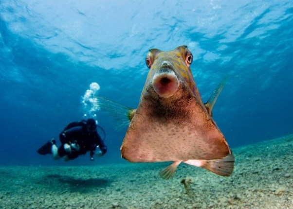 红海潜水在海底遇上硬鳞鱼抢镜