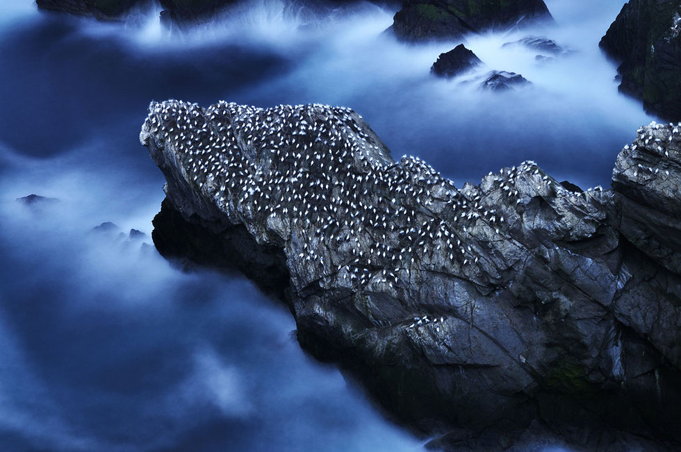 图为设得兰群岛的塘鹅栖息地，该作品获动物栖息地一等奖。（作者：Ruth Asher）