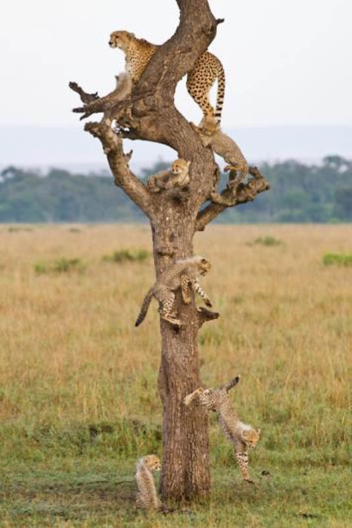 戈德斯坦得奖的作品《家谱图》（Family Tree image）