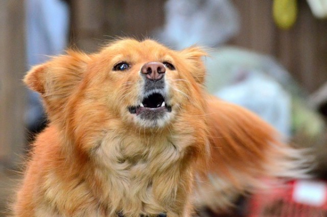 犬吠声蕴涵着重要的信息