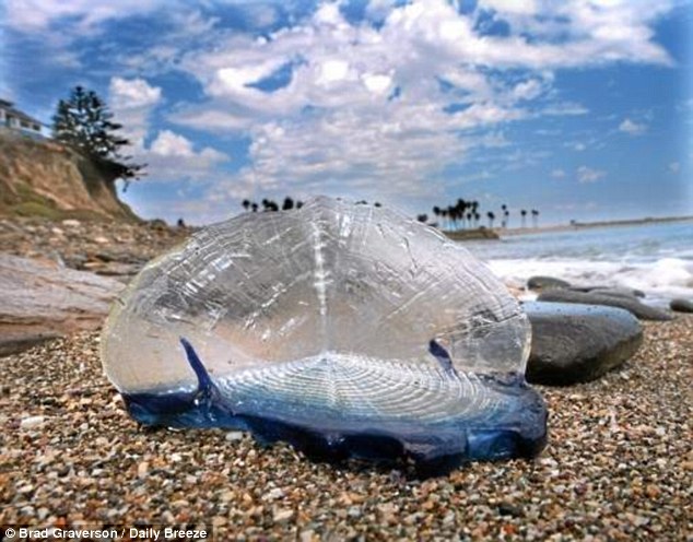 美国西海岸海滩大量神秘生物来袭