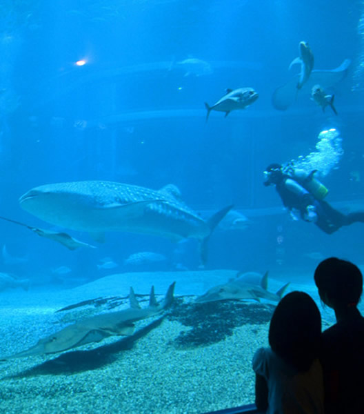 日本大阪市水族馆“海游馆”迎来高知县的鲸鲨