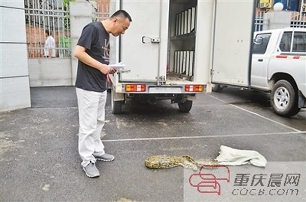 动物园工作人员正在对大蛇进行辨认。