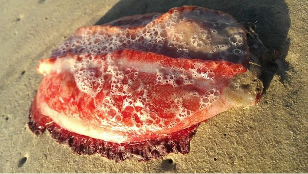 澳洲阳光海岸一只神秘生物被冲上岸