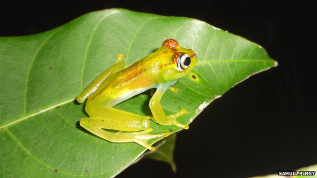 非洲马达加斯加小岛发现56只新品种树蛙Boophis ankarafensis