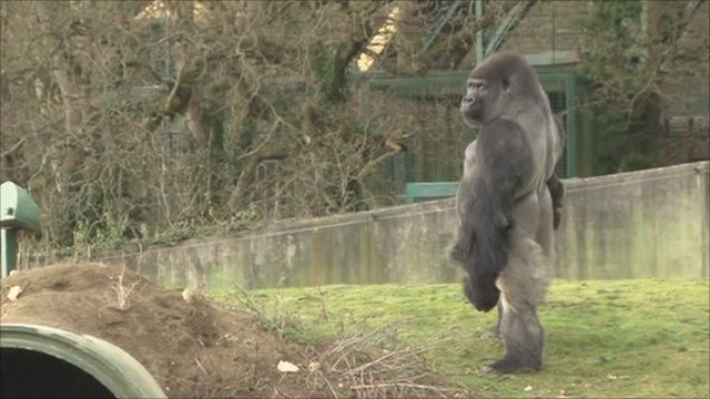 英国肯特郡“莱姆普恩港野生动物园”的大猩猩“安巴姆”喜欢直立行走
