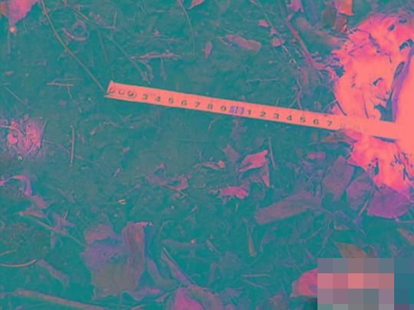 现场留下的东北虎脚印