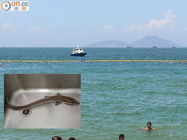 香港南丫岛洪圣爷湾泳滩泳客捕获小竹鲨（宽尾斜齿鲨）