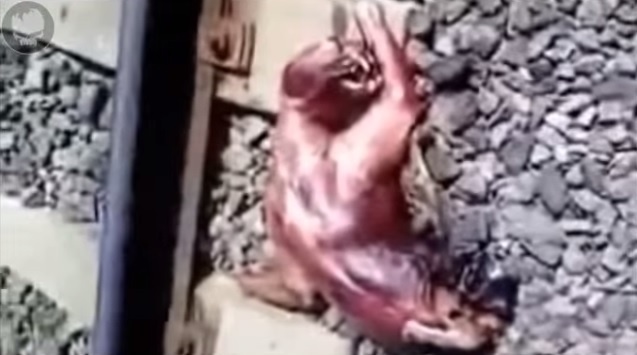 被火车撞死的奇怪不明生物是什么？