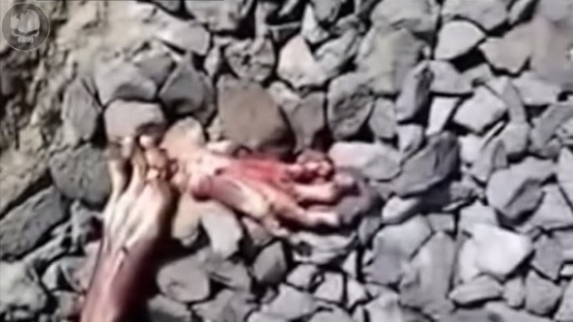 被火车撞死的奇怪不明生物是什么？