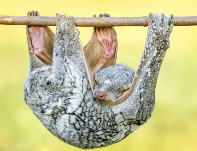印度尼西亚三发县拍摄到飞狐猴午后倒挂在树枝上小憩的画面