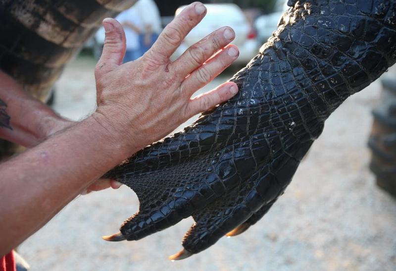 美国阿拉巴马州狩猎家族猎杀长4.6米巨型鳄鱼