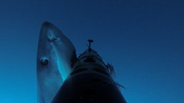 墨西哥瓜达卢普岛水域Remus SharkCam机器人车被大白鲨攻击