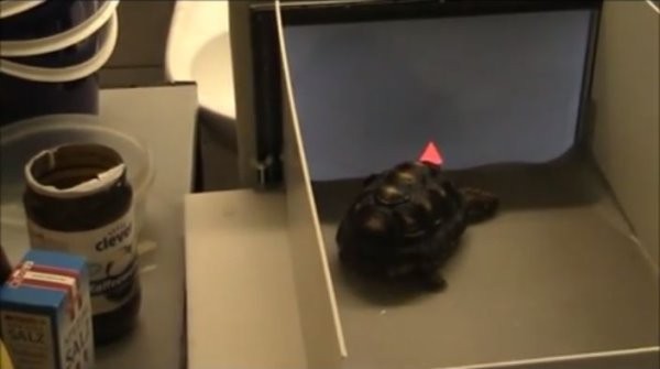 萤幕上显示各种图形，如果它们正确识别出图像，就会得到草莓当奖励。