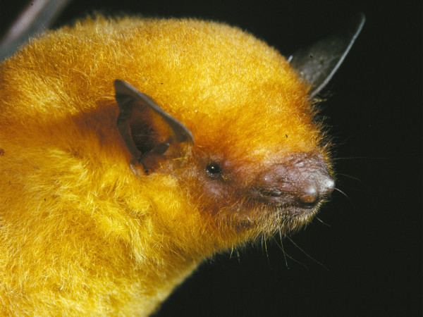 新发现的蝙蝠：Myotis midastactus。摄影：Dr. Marco Tschapka