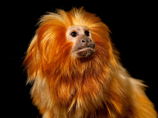 金獅狨（Leontopithecus rosalia rosalia）