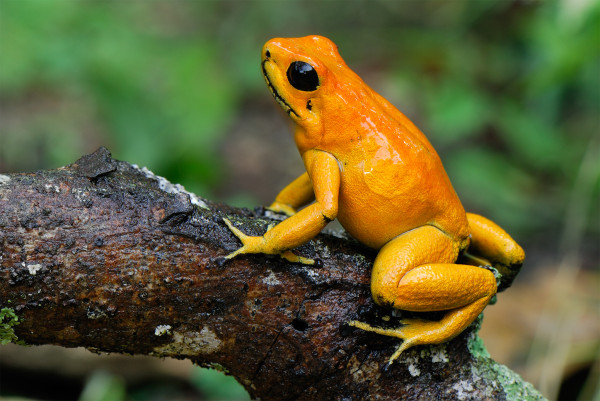 金色箭毒蛙（Phyllobates terribilis）