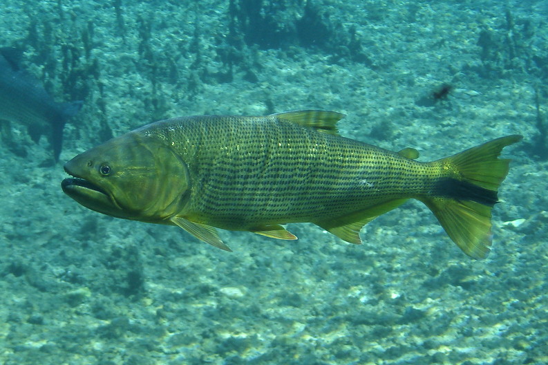 金黄剑鱼（Salminus brasiliensis）