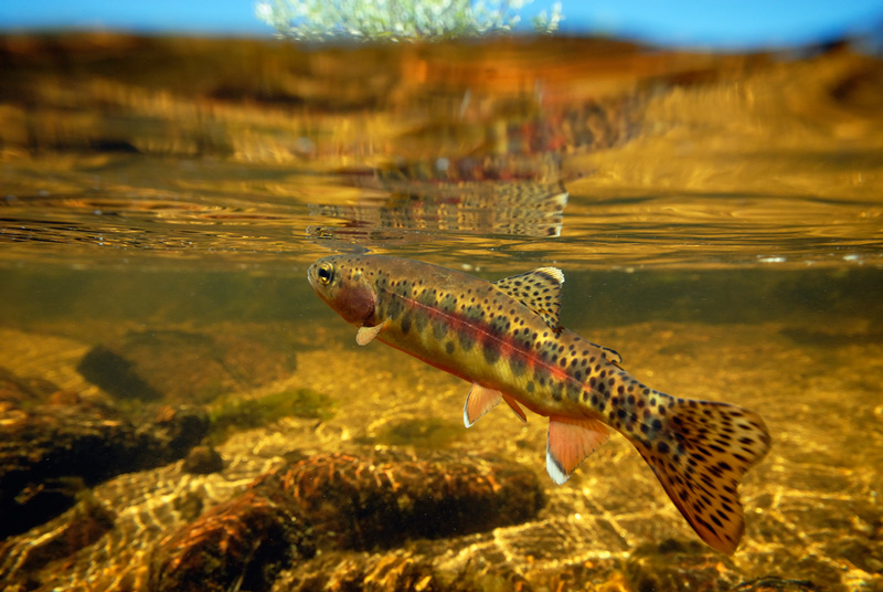 加州金黄鳟鱼（Oncorhynchus mykiss aguabonita）