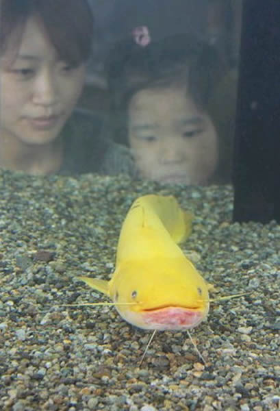 日本栃木县大田原市的水族馆展出金黄色的鲶鱼
