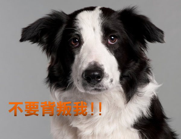 研究发现狗也会嫉妒