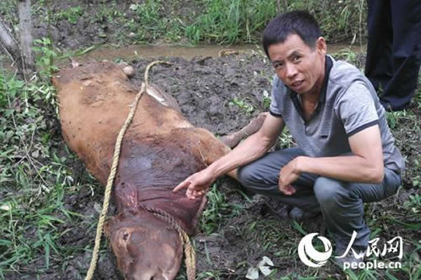 黑龙江桦南林业局：野生东北虎袭击黄牛