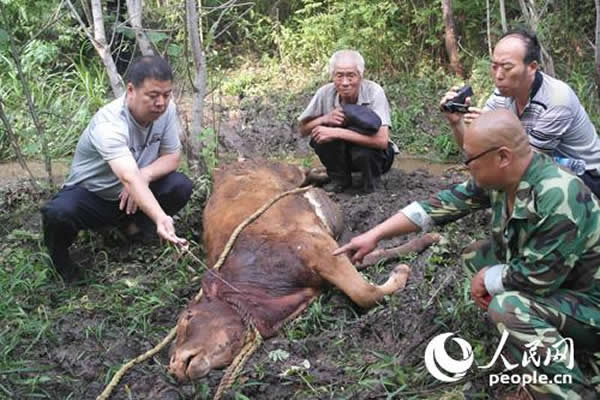 黑龙江桦南林业局：野生东北虎袭击黄牛