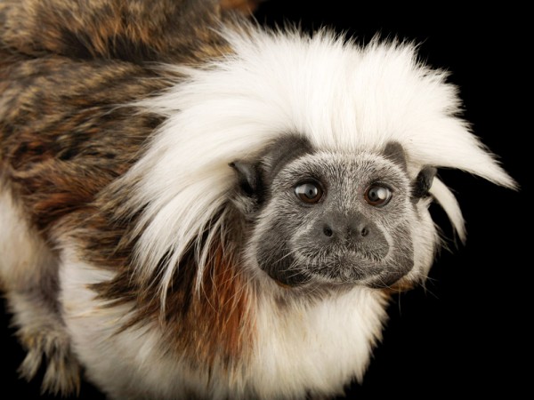 一隻棉冠僚狨。摄影：Joel Sartore, National Geographic