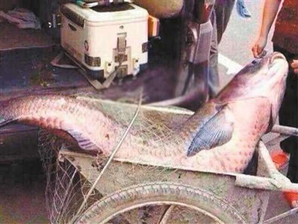 上个月一位云阳居民在石笋河钓到的鲤鱼