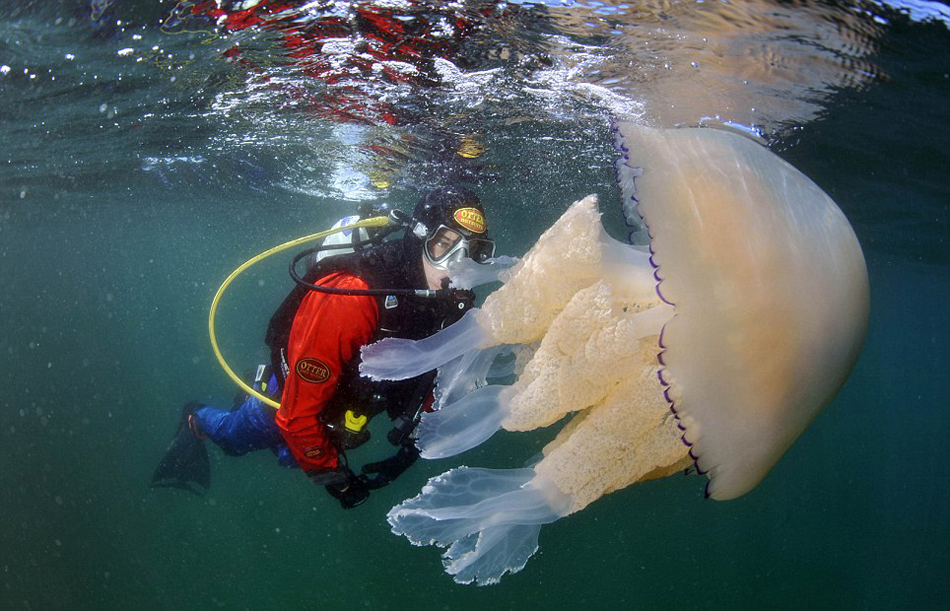 英国摄影师潜水时偶遇35公斤重巨型水母