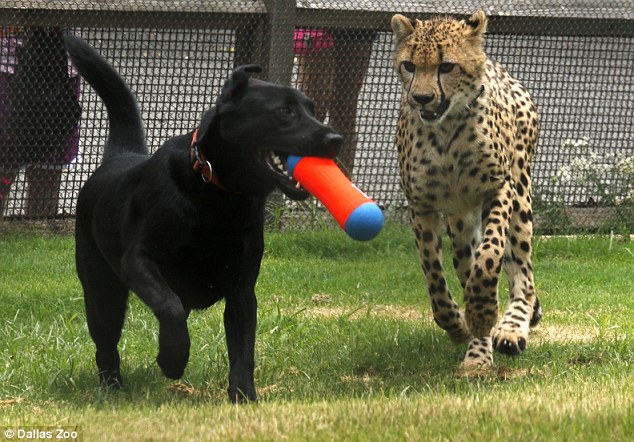 美国达拉斯动物园为拉布拉多犬和猎豹庆祝一岁生日