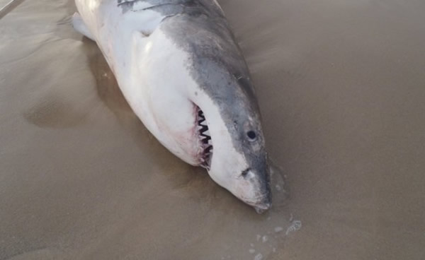 澳洲一头大白鲨吞海狮哽死