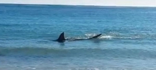 澳大利亚4米长大白鲨吞食海狮被噎死