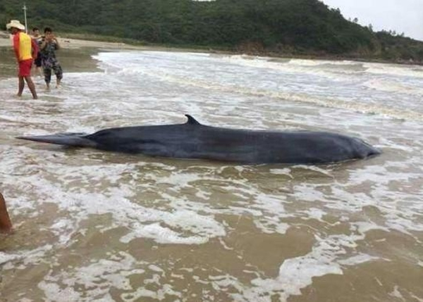 一条虎头鲸被风浪不断推向岸边搁浅在沙滩上