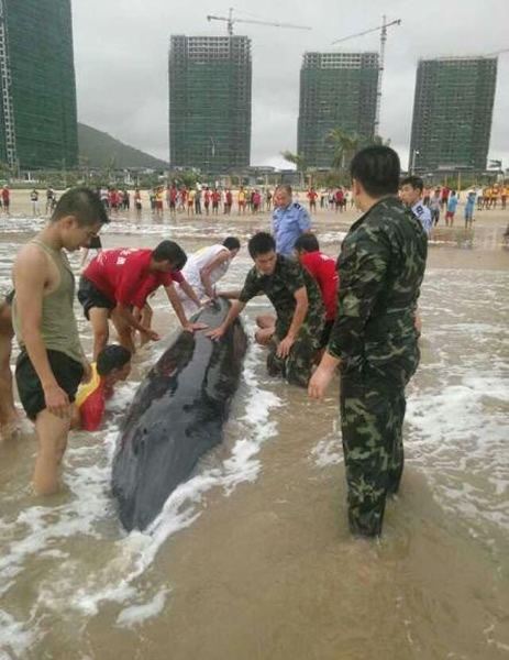 当地警员和市民一起救助搁浅虎头鲸